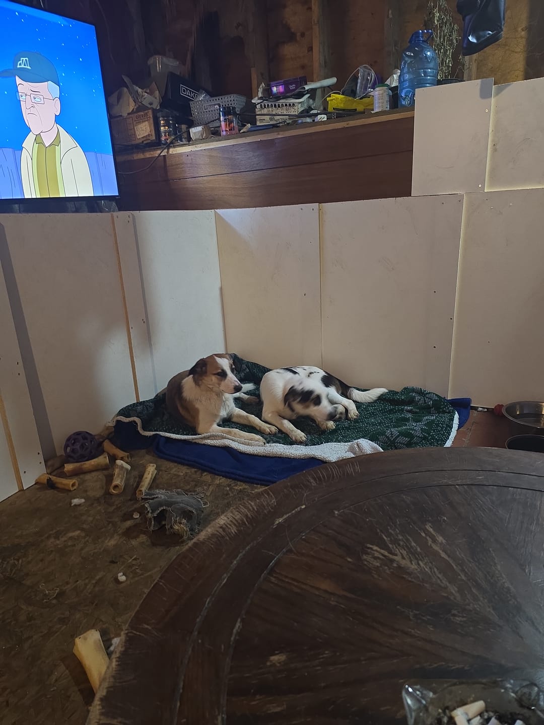 Customer photo review of FurLife Shipping Protection