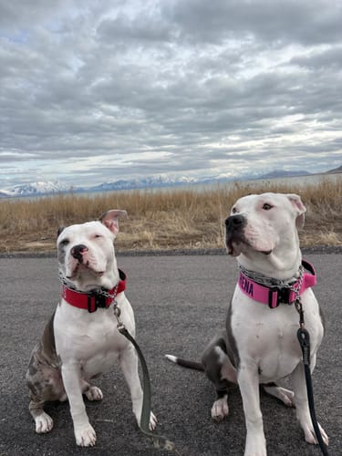 Customer photo review of Pink Bully Proof Collar