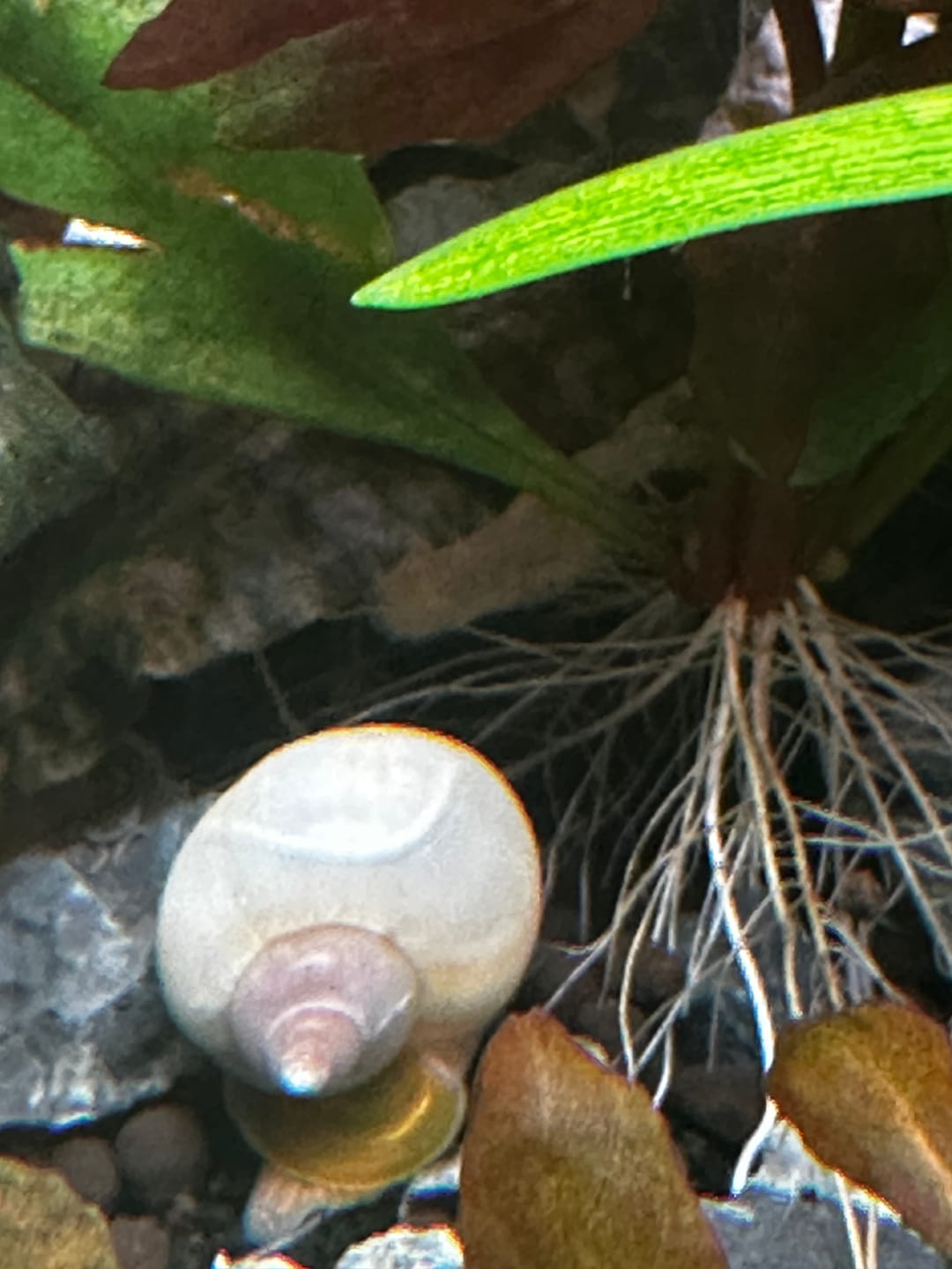 Customer photo review of Ivory Mystery Snail