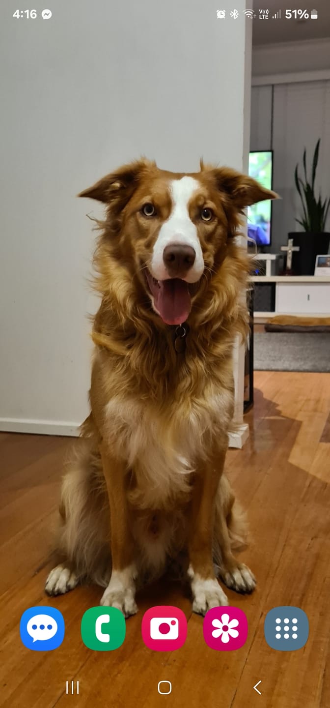 Customer photo review of Kangaroo Tendons - Natural Dental Chews!