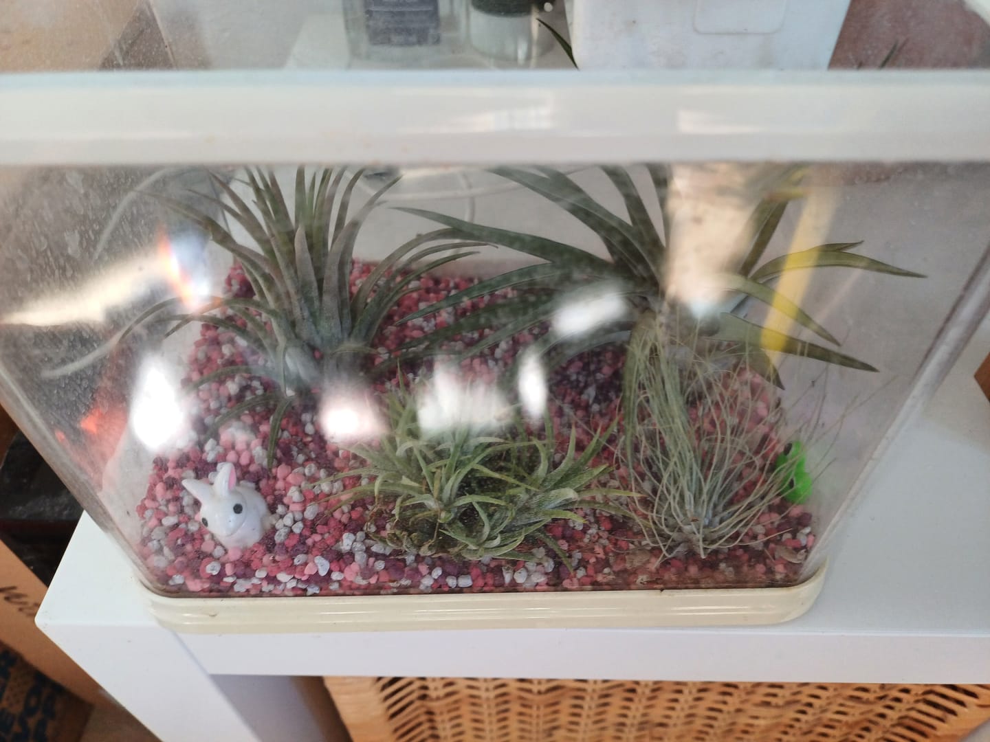 Customer photo review of Tillandsia ionantha 'mexico' - PULK