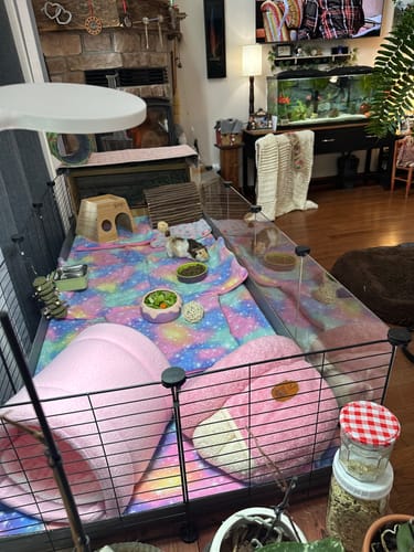 Customer photo review of 6x2 Clear C&C Cage - Our largest cage