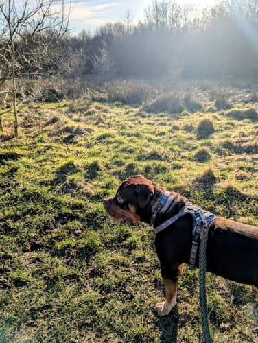 Customer photo review of Collar - Little Leo