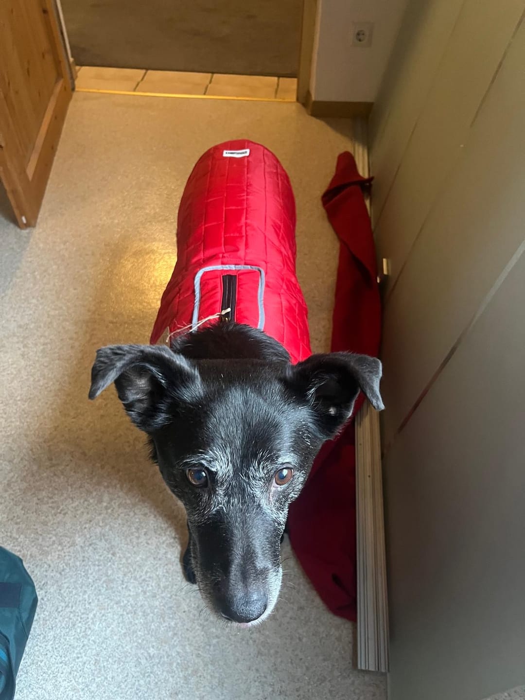 Customer photo review of Emmalove - Wasserdichte Hundeweste