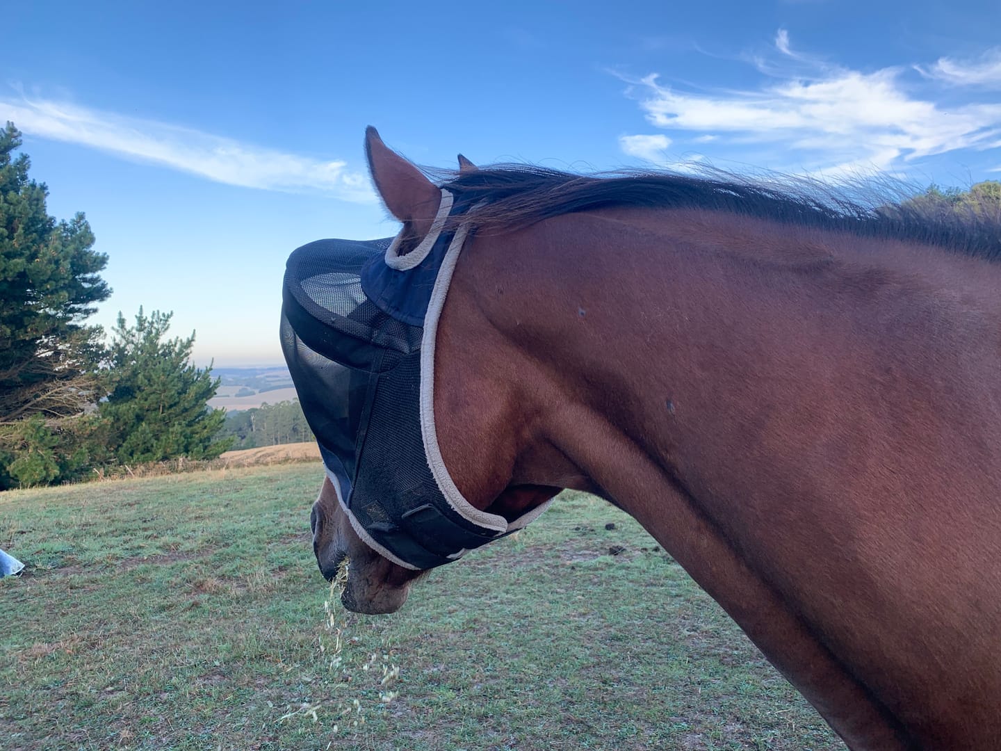 Customer photo review of LE Outback Flymask Original