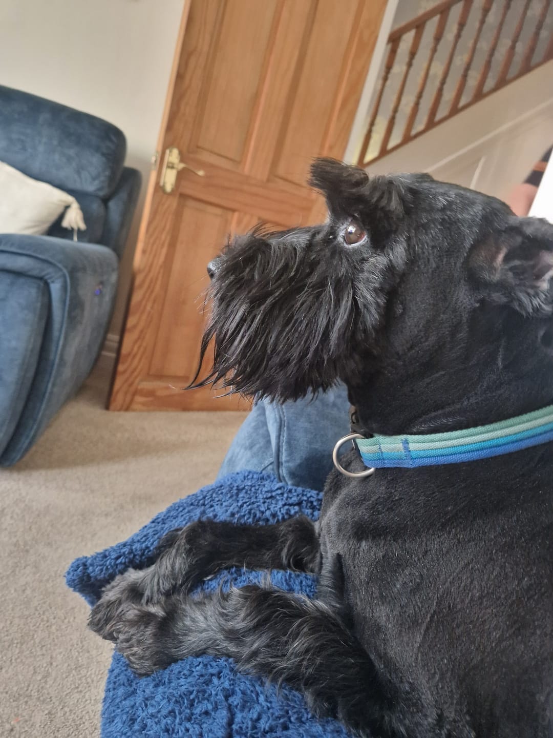 Customer photo review of Dog Spray