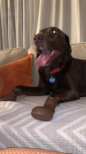 Customer photo review of WagWellies® by wagwear