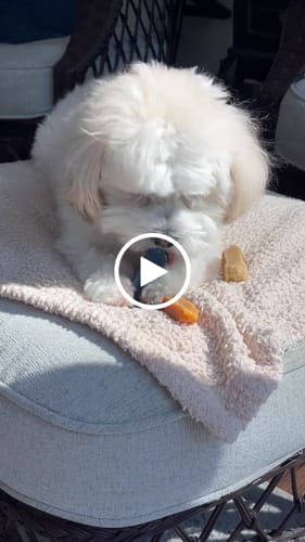 Customer video review of Blueberry Yak Chews