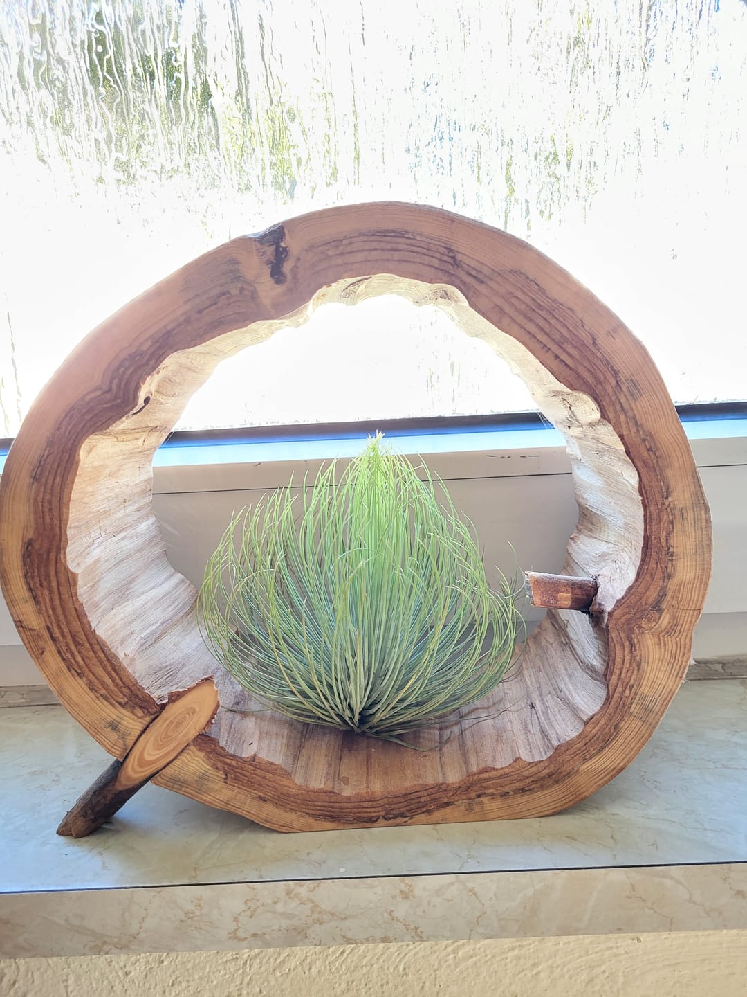 Customer photo review of Tillandsia andreana