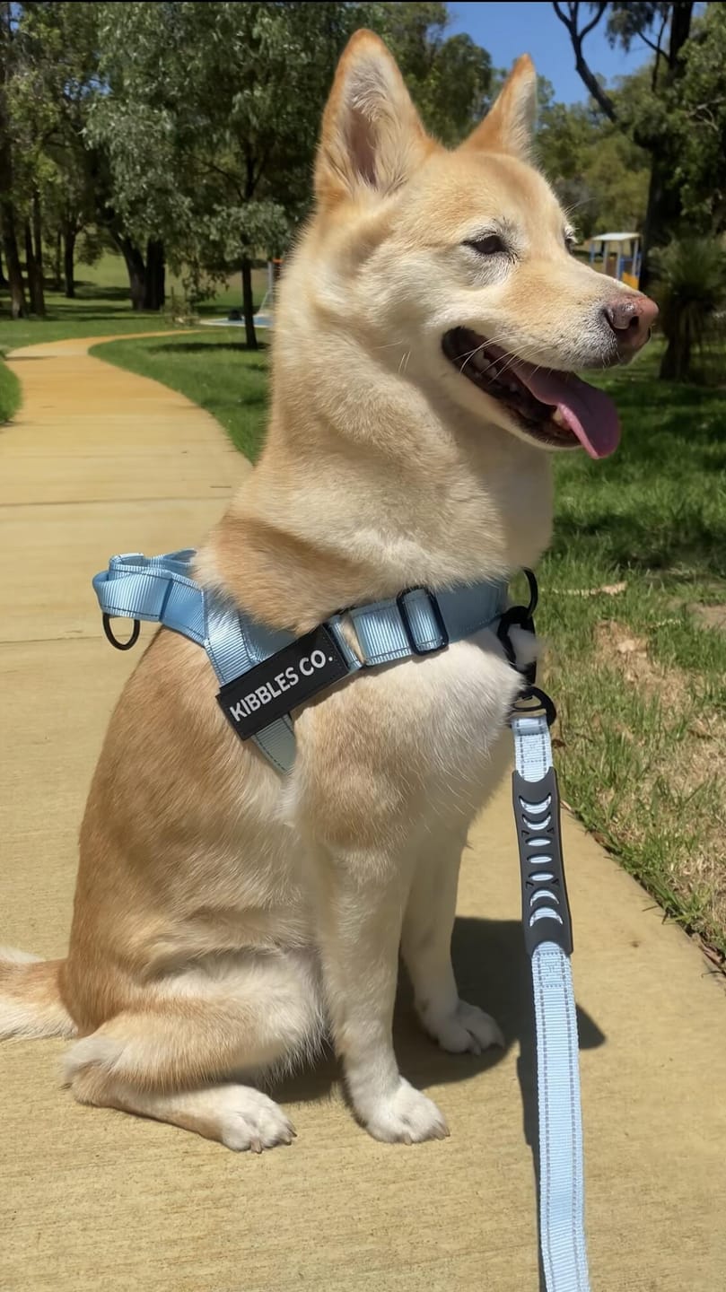 Customer photo review of No Pull Harness Complete Set
