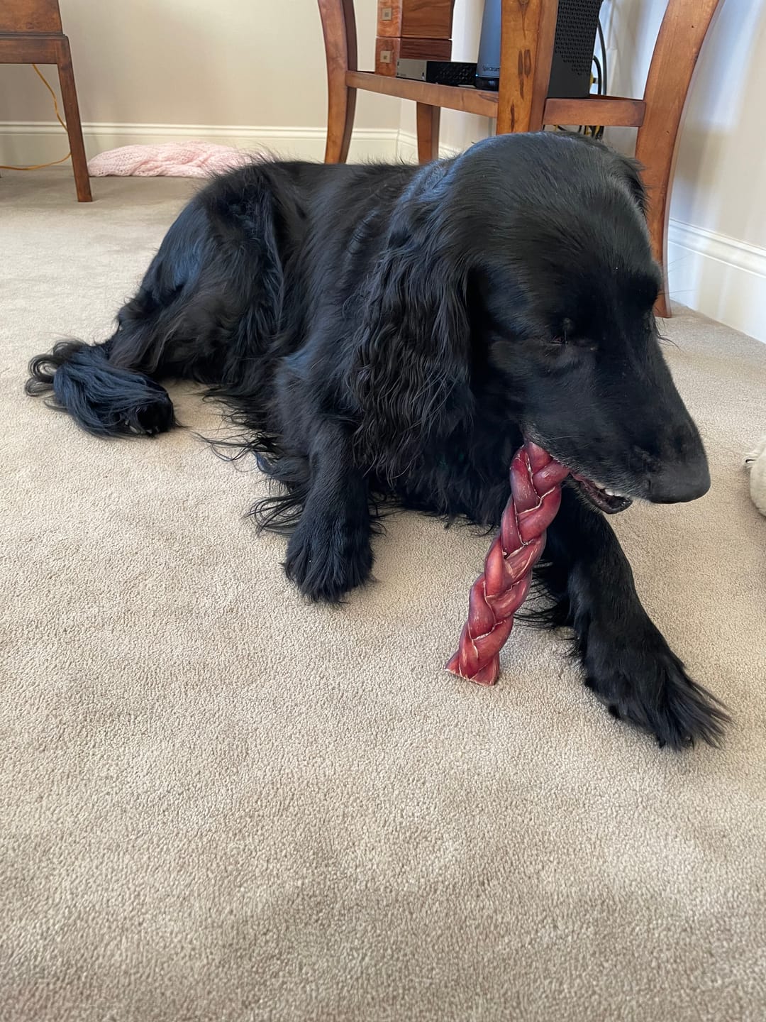 Customer photo review of 12 Inch Braided Bully Sticks