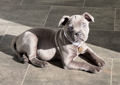 Customer photo review of Comfort Premium Harness | Non Restrictive - Metal Grey