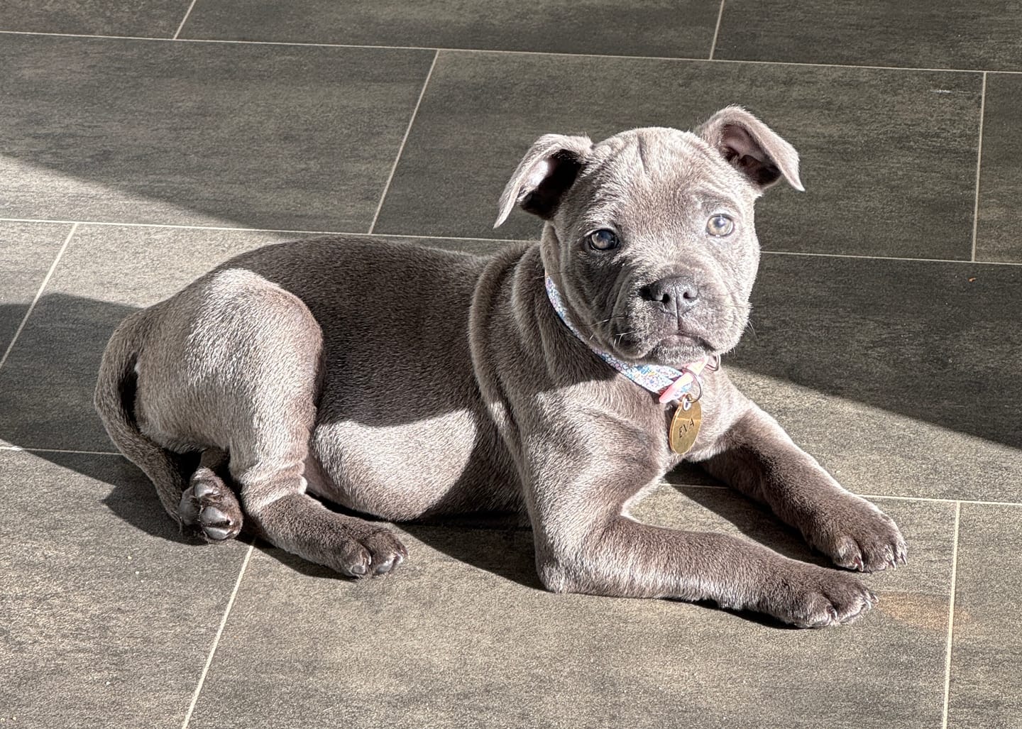 Customer photo review of Comfort Premium Harness | Non Restrictive - Metal Grey