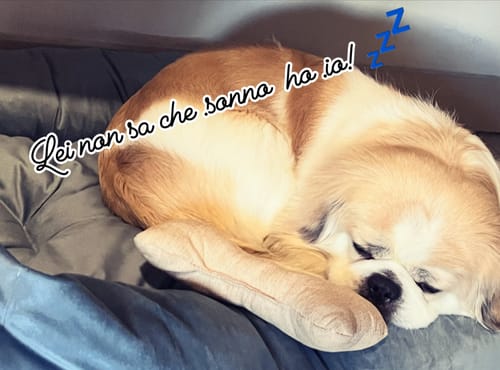 Customer photo review of Divanetto Velluto Carta da Zucchero