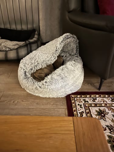 Customer photo review of Super Plush Cove Bed