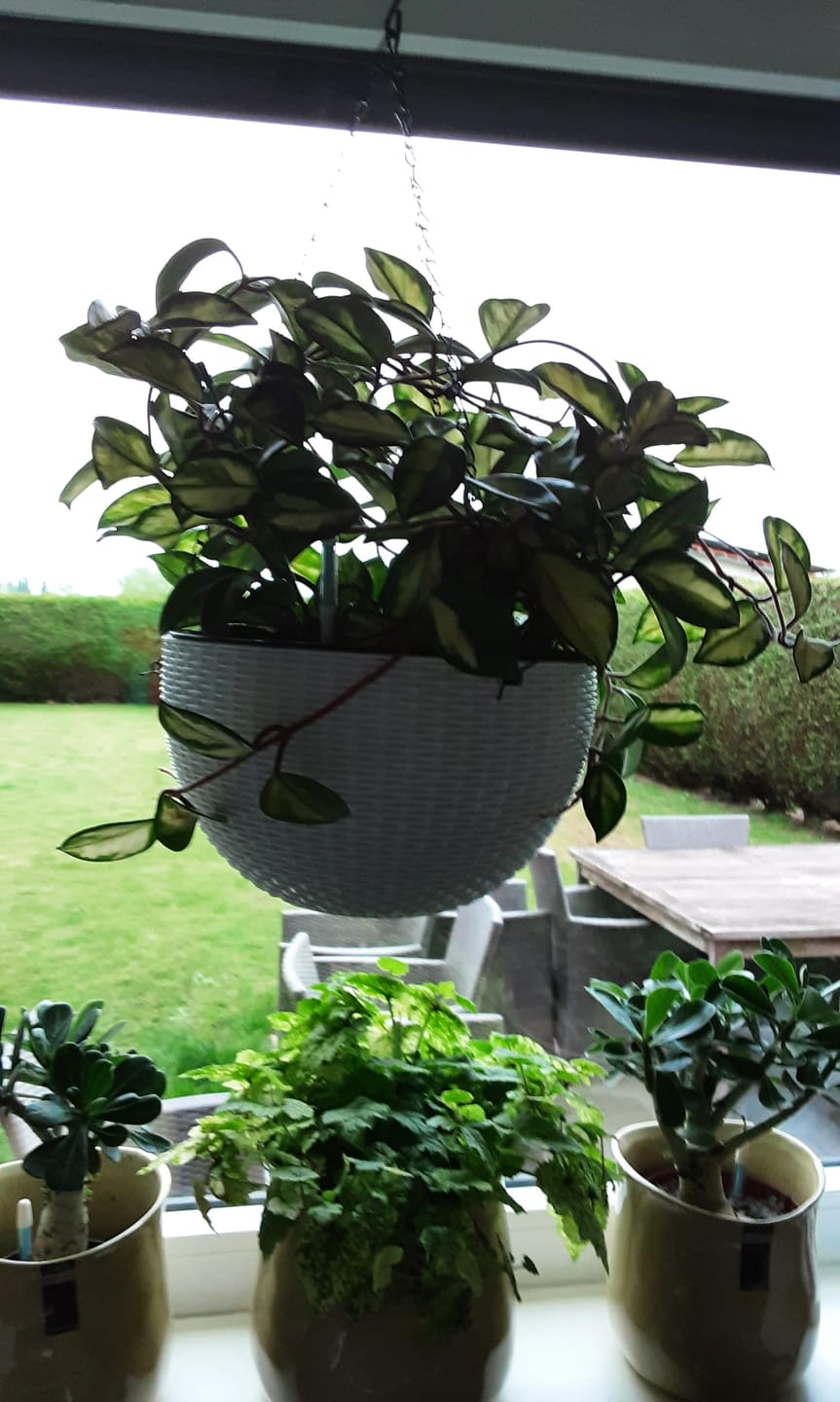 Customer photo review of Hoya Mix
