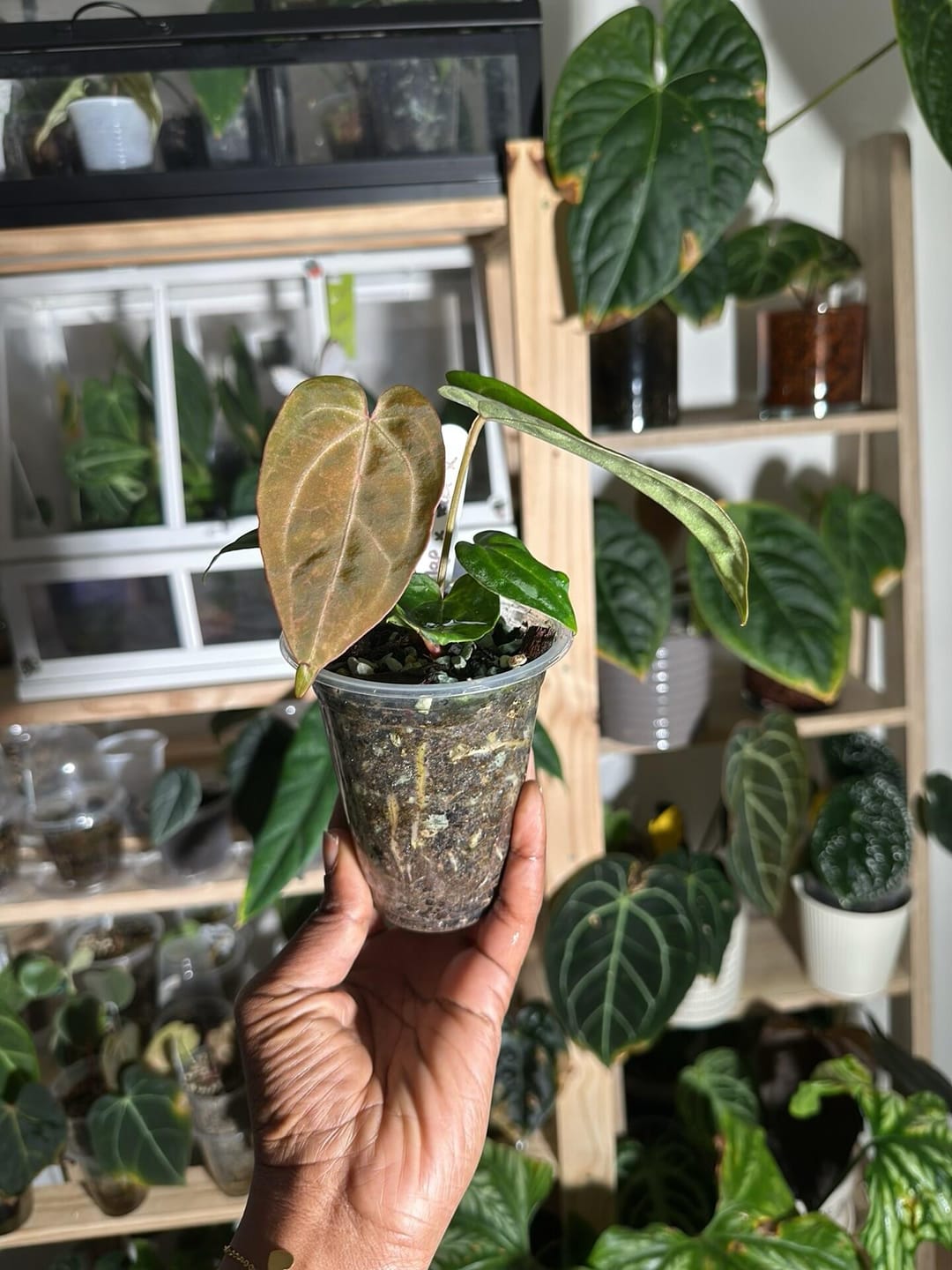 Customer photo review of Orchid Bark