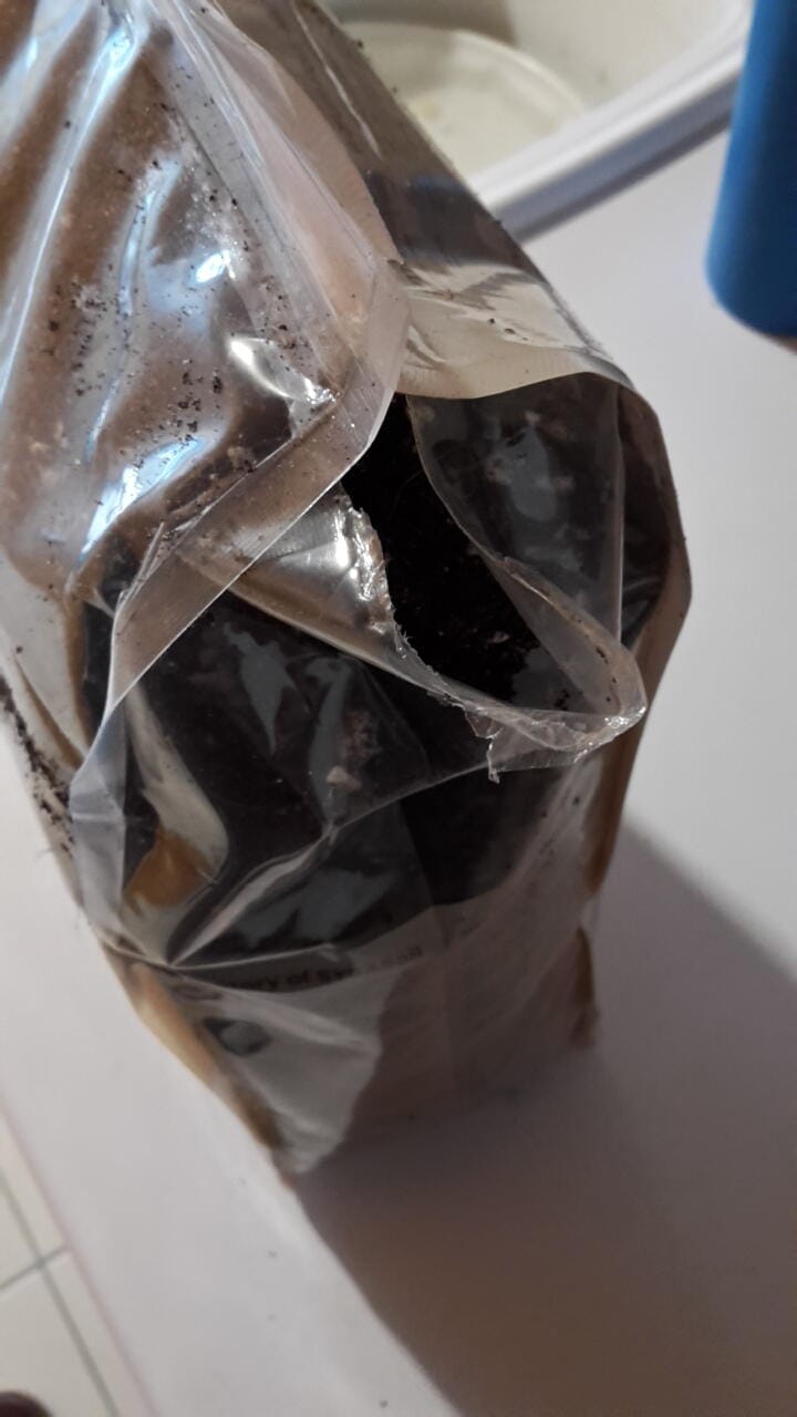 Customer photo review of Ficus Mix
