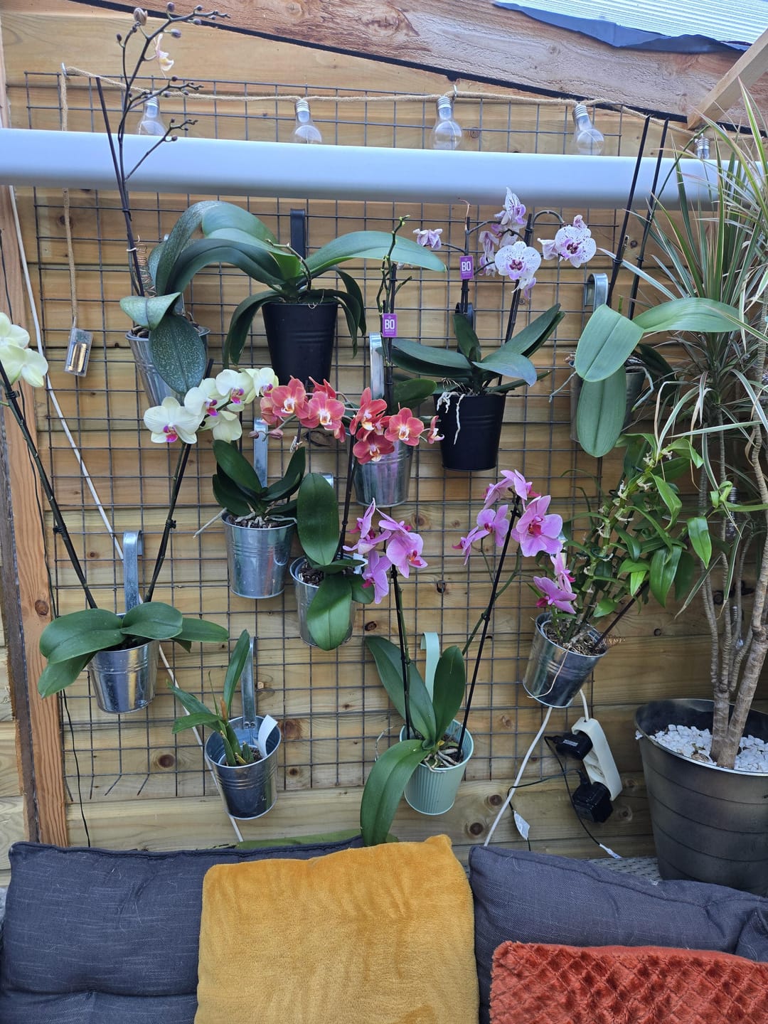 Customer photo review of Orchid Mix