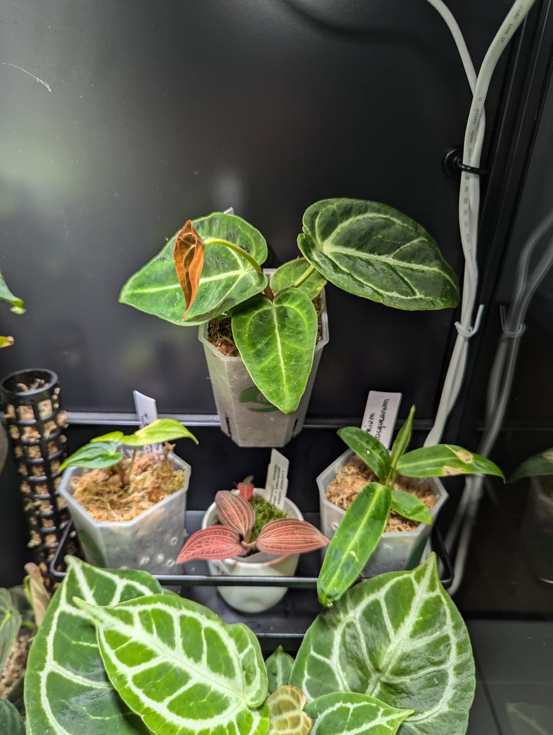 Customer photo review of Calathea & Maranta Mix