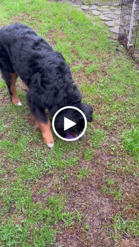 Customer video review of FreezSwirl - Durable Stimulation Toy