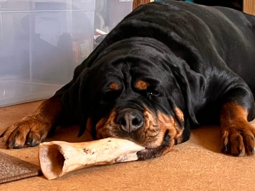 Customer photo review of Smoked Beef Marrow Bone