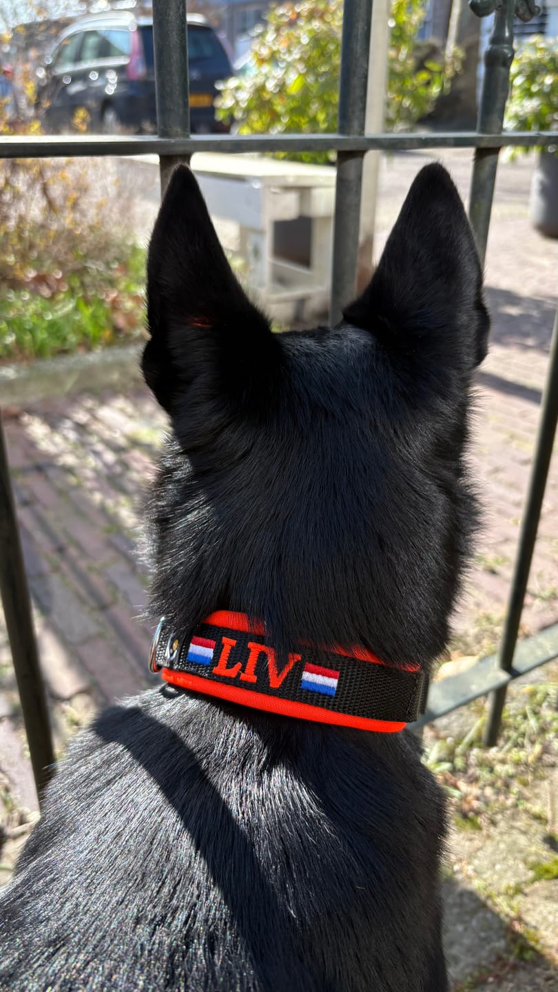 Customer photo review of Neoprene Dog Collar with Name - S | 4Kyon