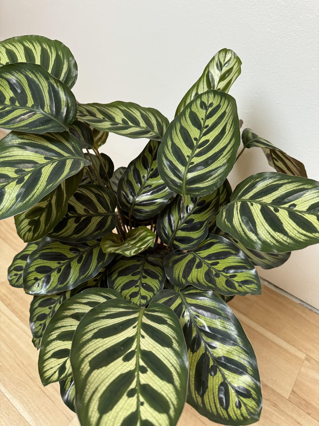 Customer photo review of Calathea & Maranta Mix