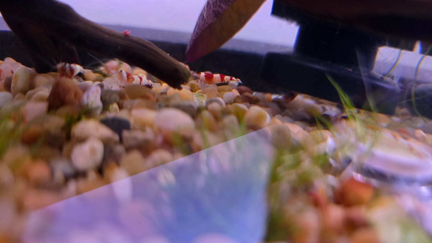 Customer photo review of Crystal Red Shrimp