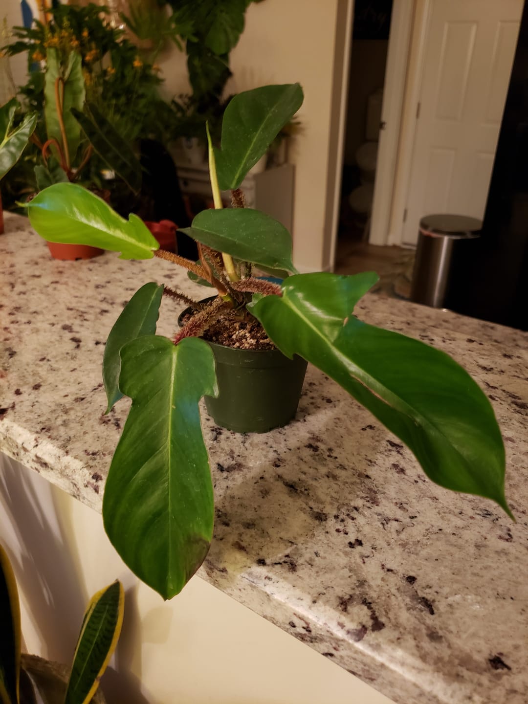 Customer photo review of Philodendron squamiferum