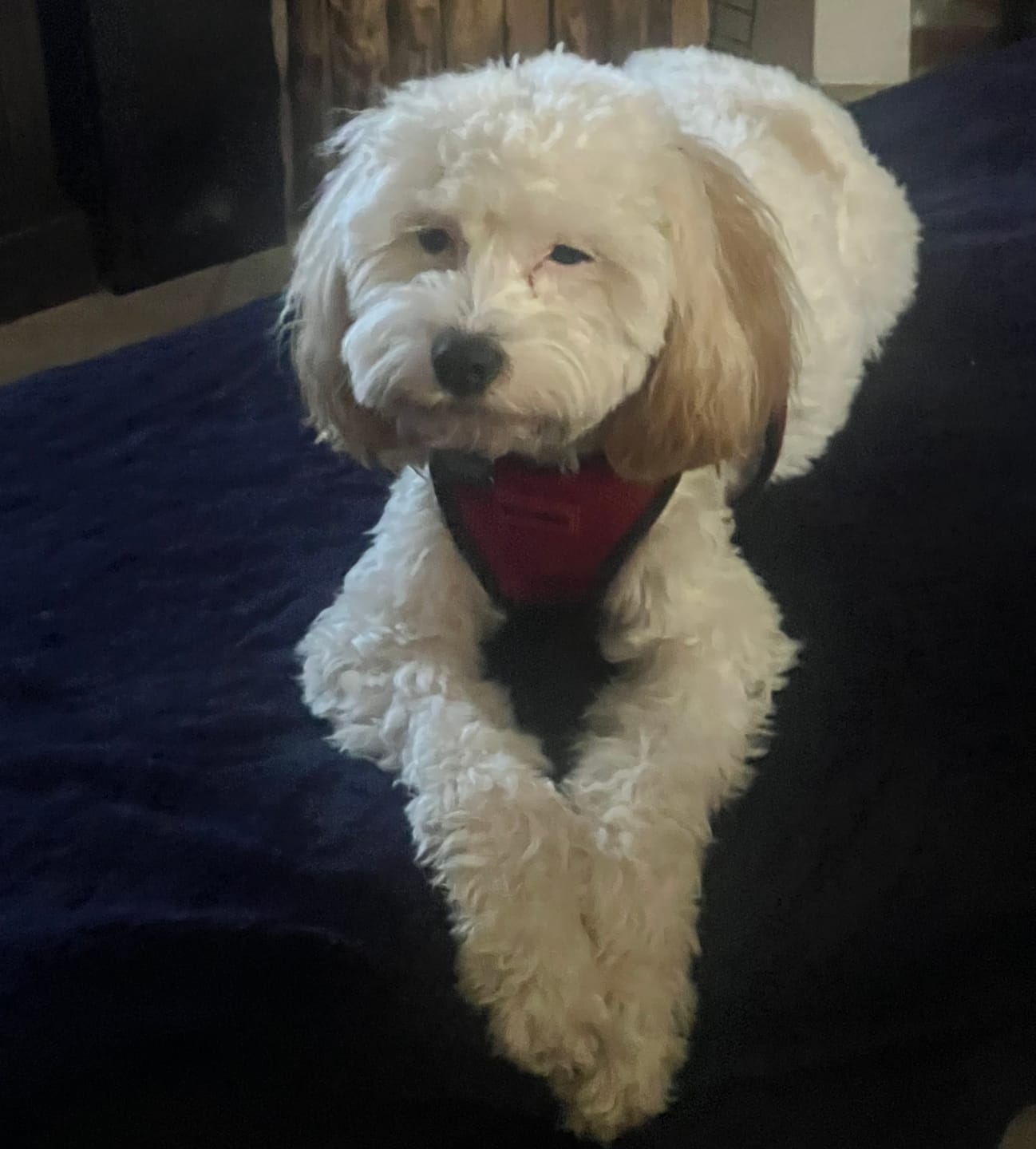 Customer photo review of Automatic Dog Walker