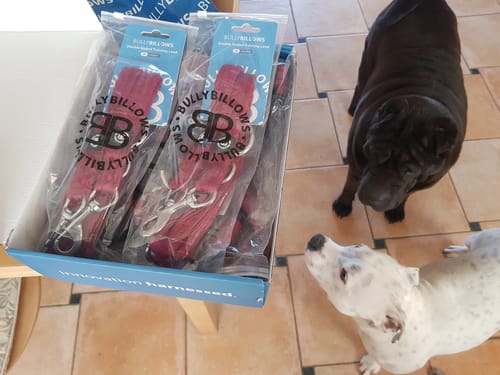 Beatrice C. review of Training Double Ended Dog Lead | 2m Length -  Burgundy image 1 out of 3