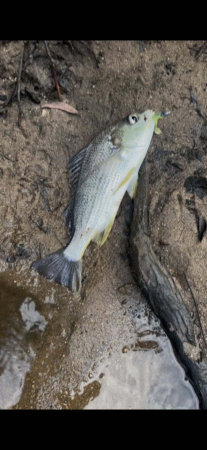 Customer photo review of GUPPIE SHAD