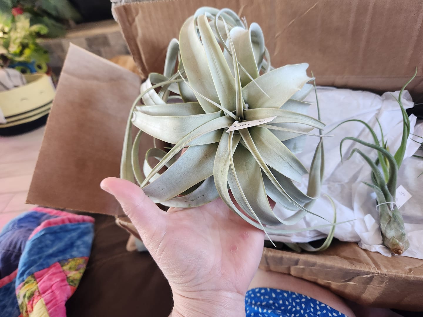 Customer photo review of Xerographica Thick Leaf Form  *Cannot Be Shipped Internationally*