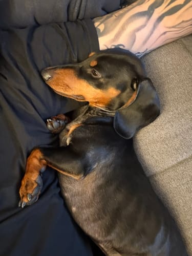 Customer photo review of Shiny Hair