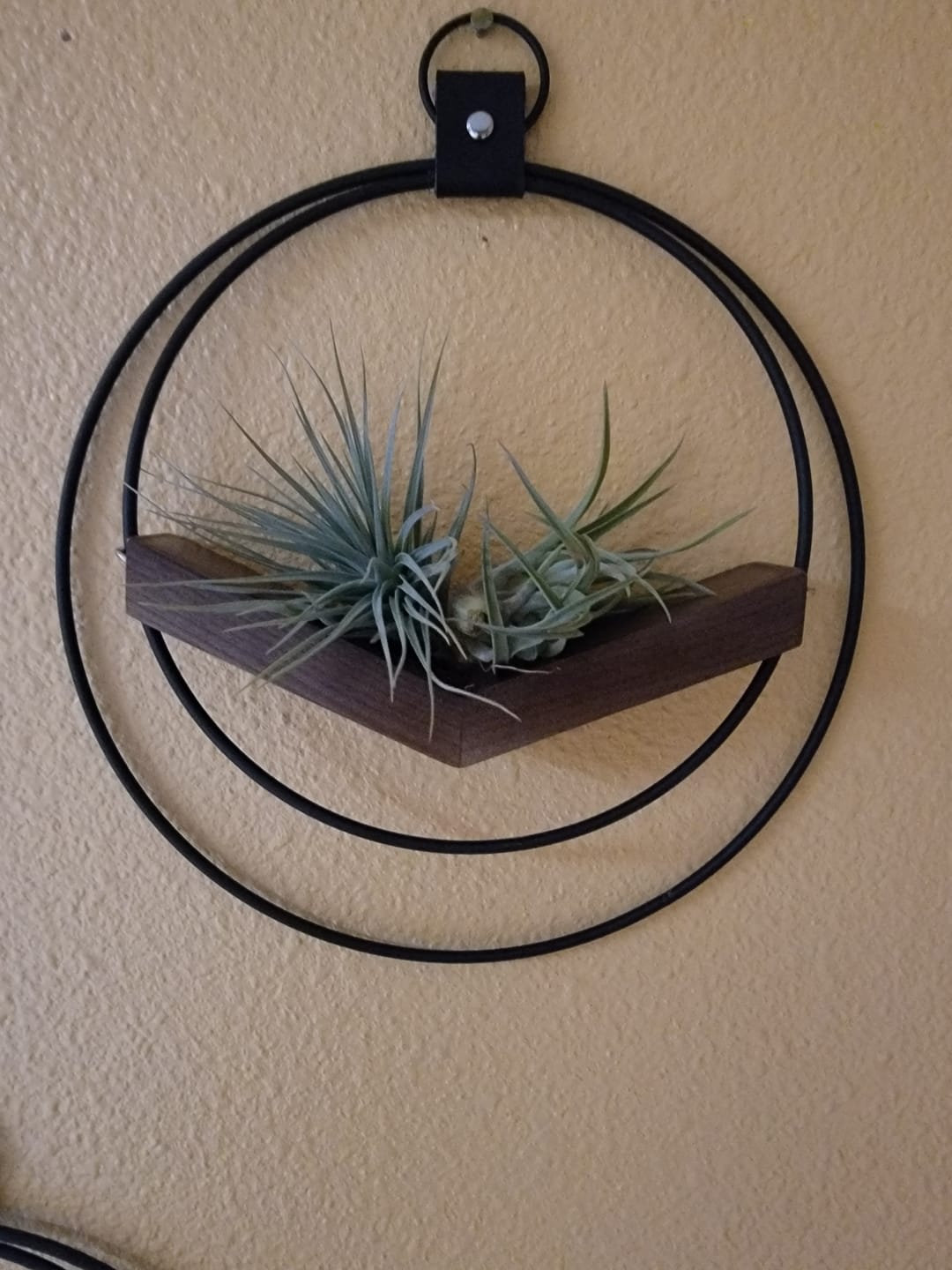 Customer photo review of Air Plant V-Hanger Duo