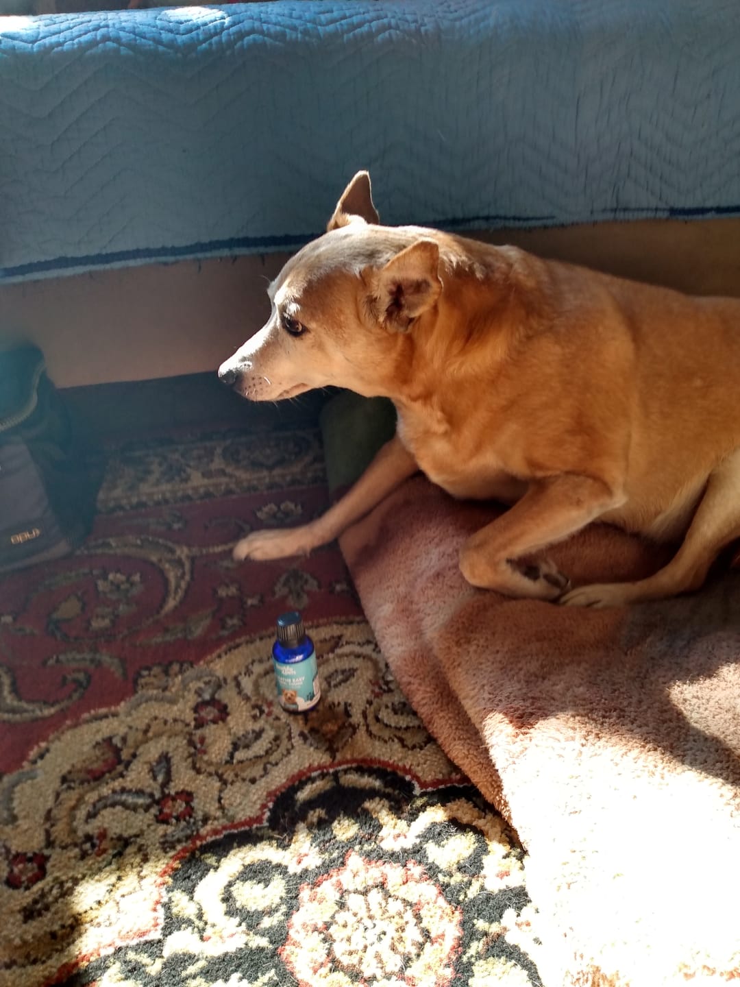 Customer photo review of Dog Kennel Cough & Respiratory Support Remedy