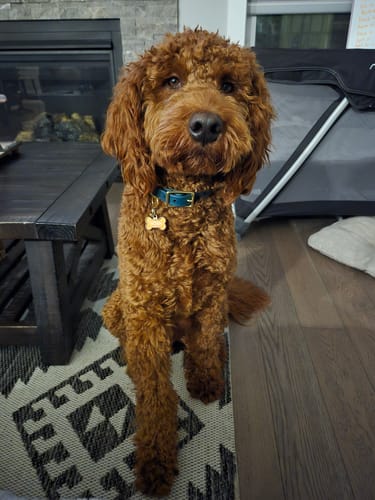 Customer photo review of Cedar - Classic Biothane Dog Collar