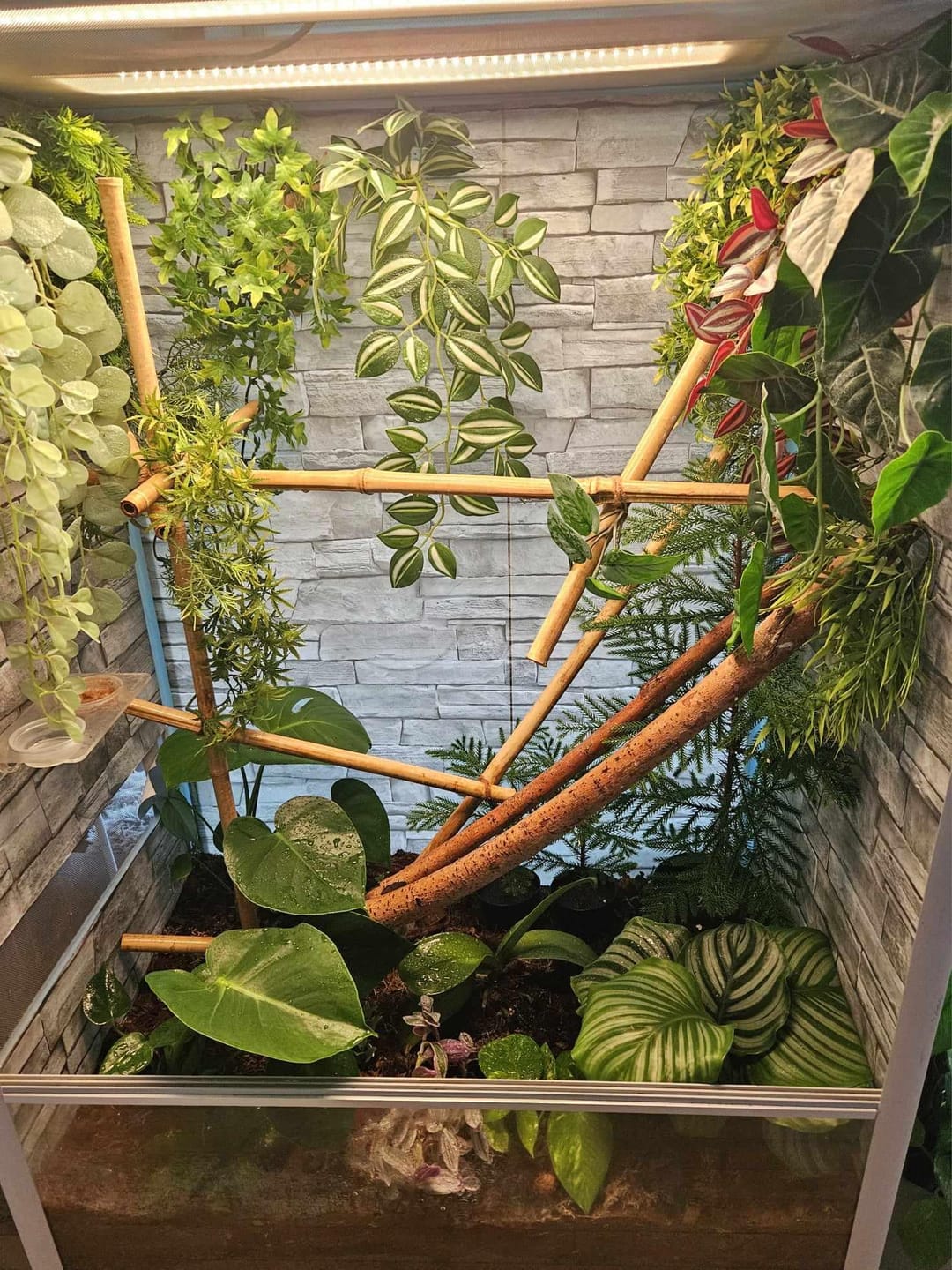 Customer photo review of Orchid Bark