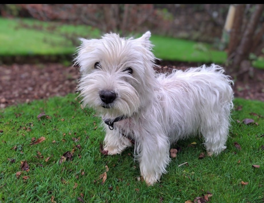 Customer photo review of Dog Spray