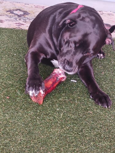 Customer photo review of Smoked Beef Marrow Bone
