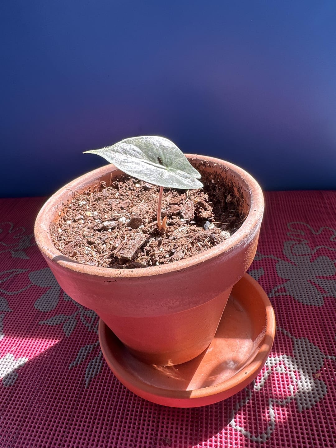 Customer photo review of Alocasia Mix