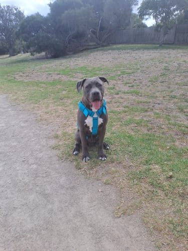 Customer photo review of SUPATUFF® Strong Dog Harness Turquoise (Regular Fit)
