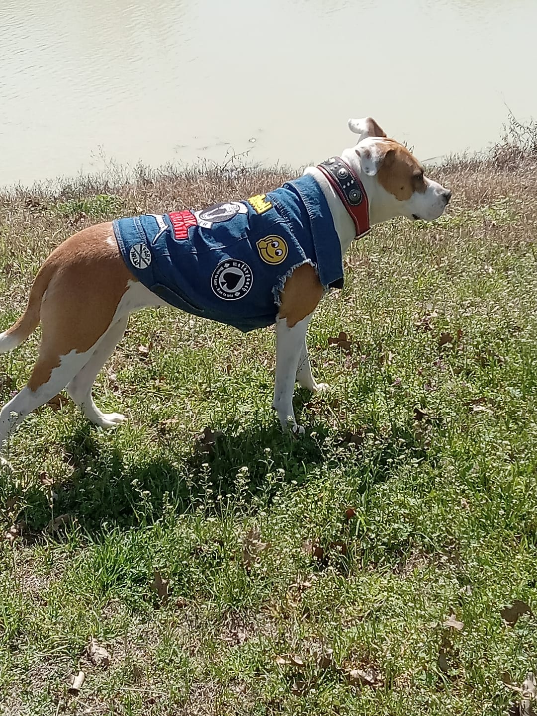 Customer photo review of Denim Dog Vest Raw Blue - Unpatched