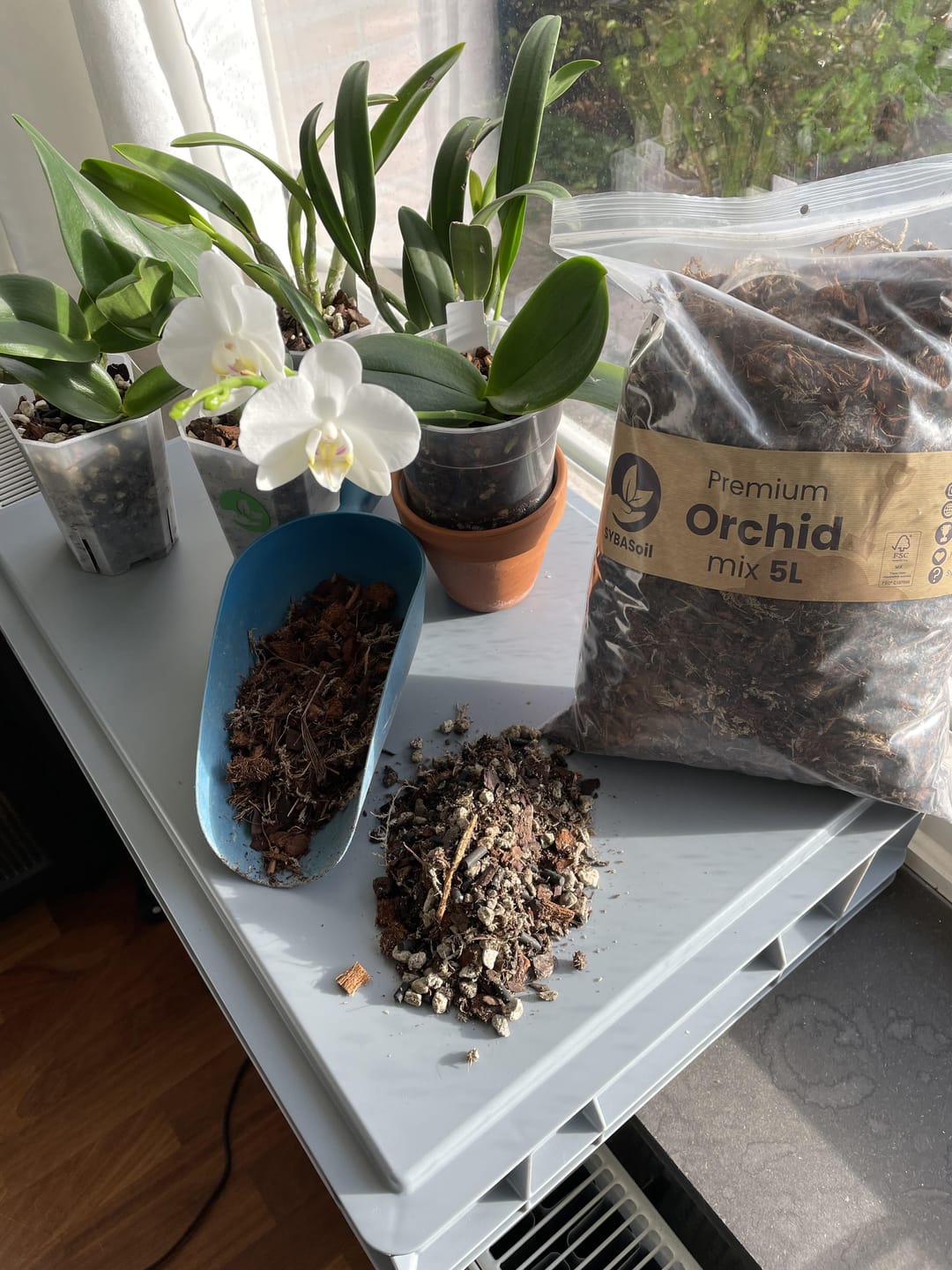 Customer photo review of Orchid Mix