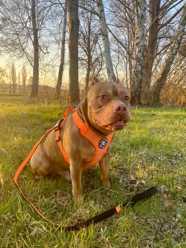 Customer photo review of Active Harness | With Handle & Reflective - Orange