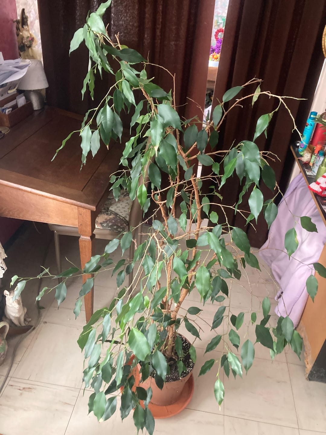 Customer photo review of Ficus Mix
