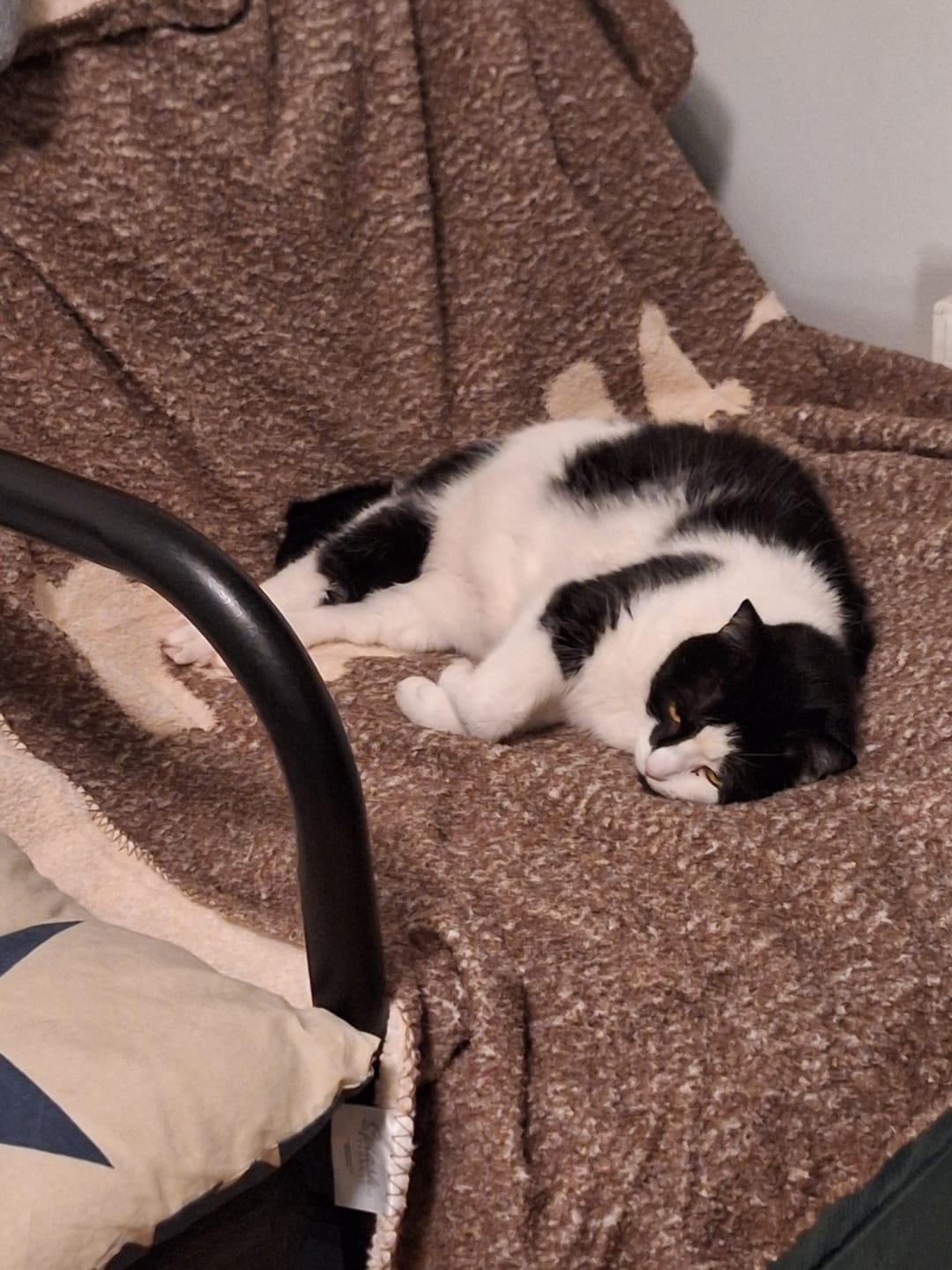 Customer photo review of Woof and Meow Waterproof Splash Blanket™