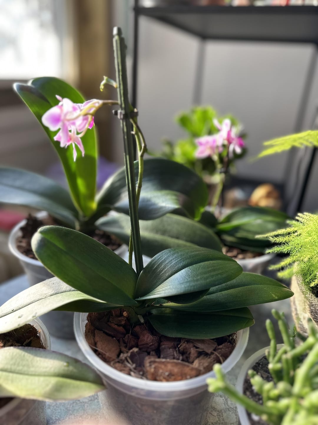 Customer photo review of Orchid Mix