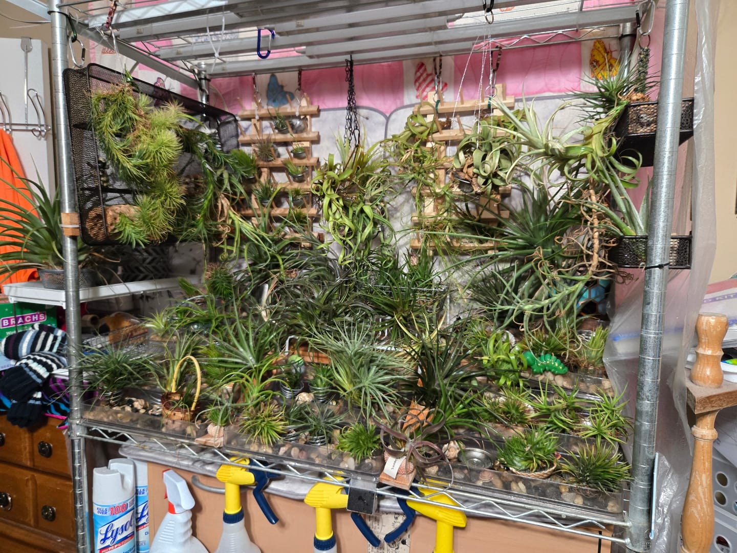 Customer photo review of Ionantha Lavender
